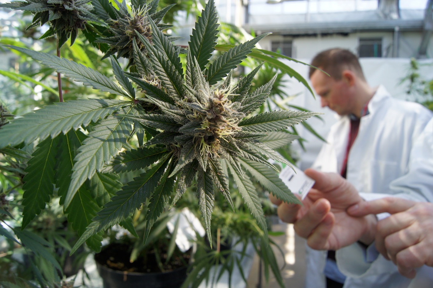 cannabis lab potency test2