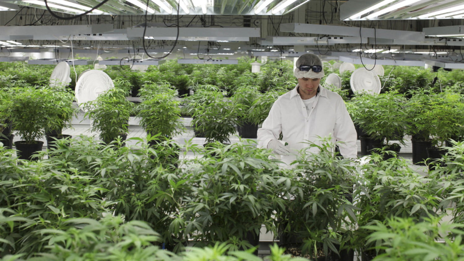 marijuana lab feat 1500x844